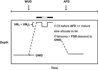 Modeling Emergent Life Histories of Copepods